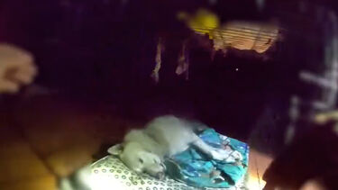 Polícia resgata cão inconsciente de casa em chamas e não desiste até conseguir reanimá-lo