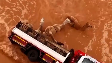 Imagens mostram camelos no meio das cheias após camião que os transportava tombar na Arábia Saudita 