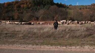 Pastores mirandeses pedem que reembolsos após ataques de lobos sejam proporcionais ao valor das perdas