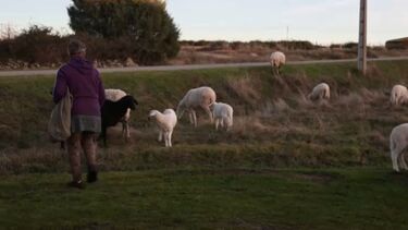 Produtores não acham justos valores dados após perdas de rebanhos e pedem que se apurem responsablidades