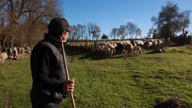 "Durmo no estábulo com medo dos lobos": ataques a rebanhos em Miranda do Douro deixam pastores em alerta