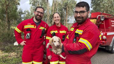 Bombeiros resgatam cachorro de buraco