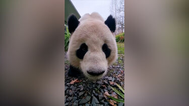 Animais do zoo de Berlim recebem guloseimas para celebrar o Natal