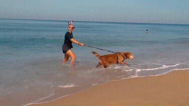 Cães resgatados desfrutam de dia de praia no sul da Tailândia no dia de Natal