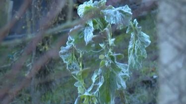 Distrito de Bragança acorda com temperaturas abaixo de 0ºC 