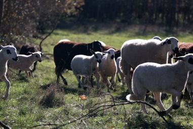 Governo defende renovação geracional dos pastores para haver mais gado a reduzir mato