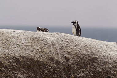 Pinguins-africanos