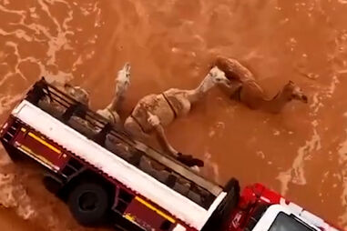 Imagens mostram camelos no meio das cheias após camião que os transportava tombar na Arábia Saudita 