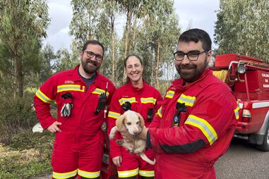 Bombeiros resgatam cachorro de buraco