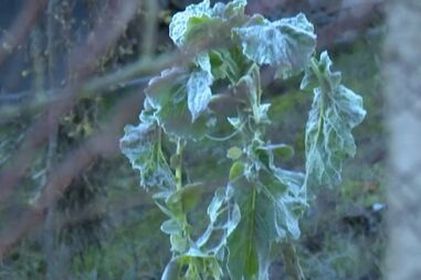 Distrito de Bragança acorda com temperaturas abaixo de 0ºC 