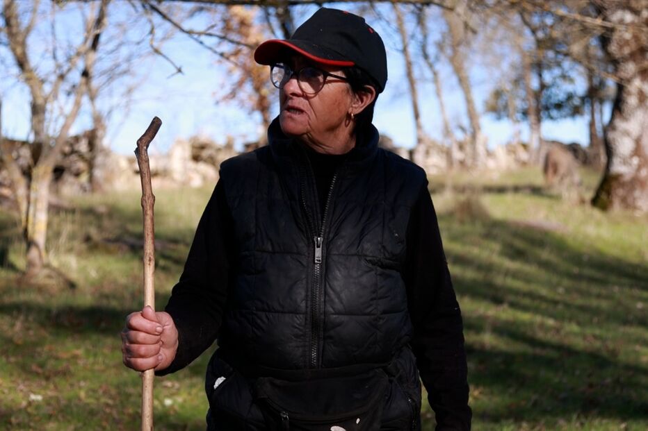 Pastora em Miranda do Douro receia ataques de lobos ao gado