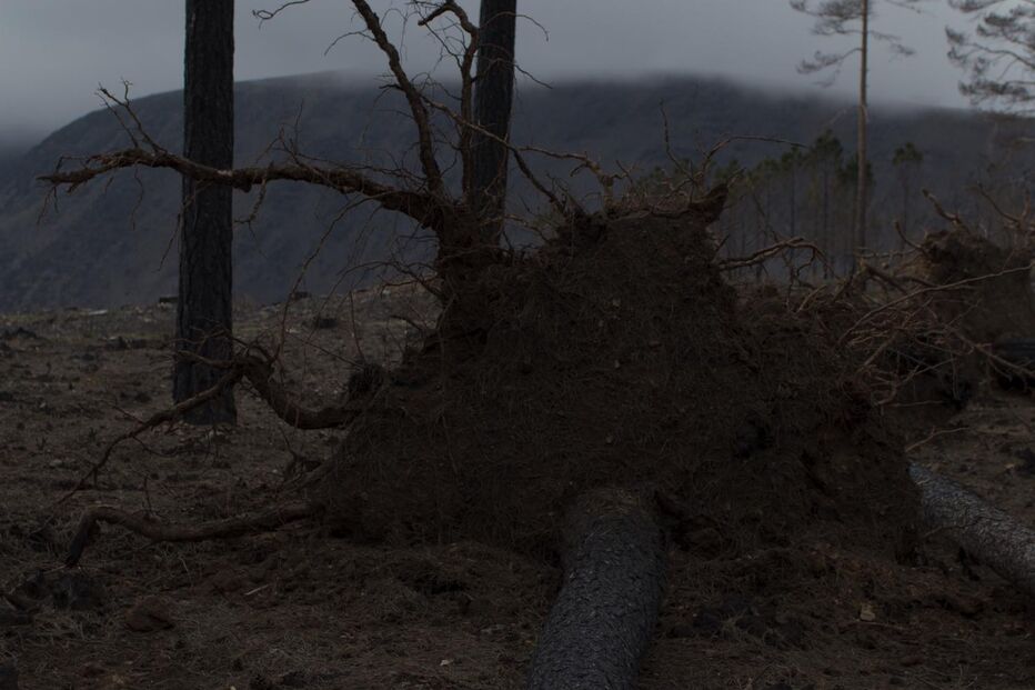 Teresa Villaverde reflete sobre Pedrógão Grande em filme com Betty Faria sobre tragédia de 2017