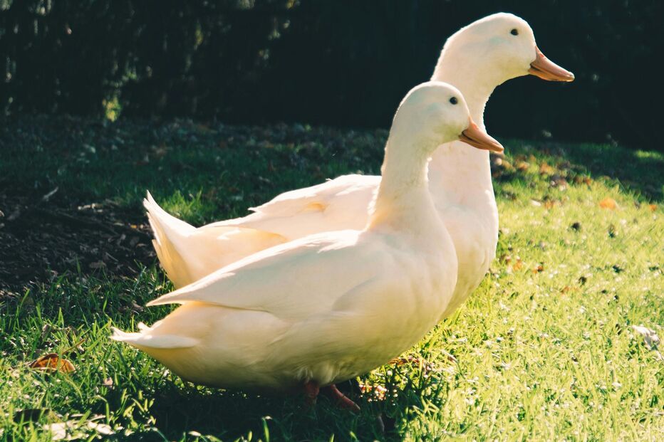 Gripe das aves detetada em exploração de patos de engorda em Torres Vedras