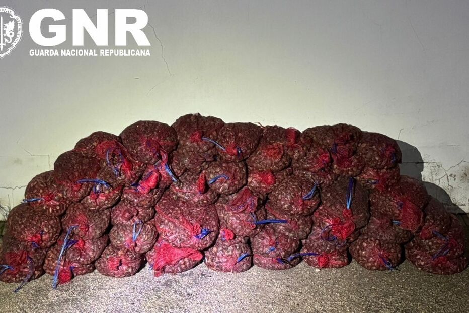 GNR apreende amêijoa-japonesa irregular em Alcochete
