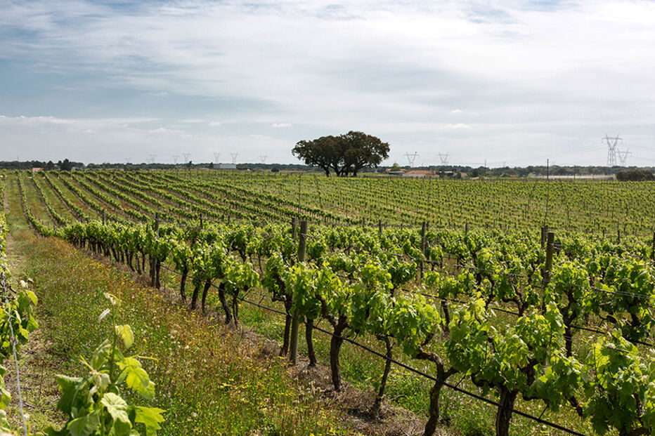 Adega de Pegões: melhor produtor de vinho do mundo no Canadá pelo segundo ano