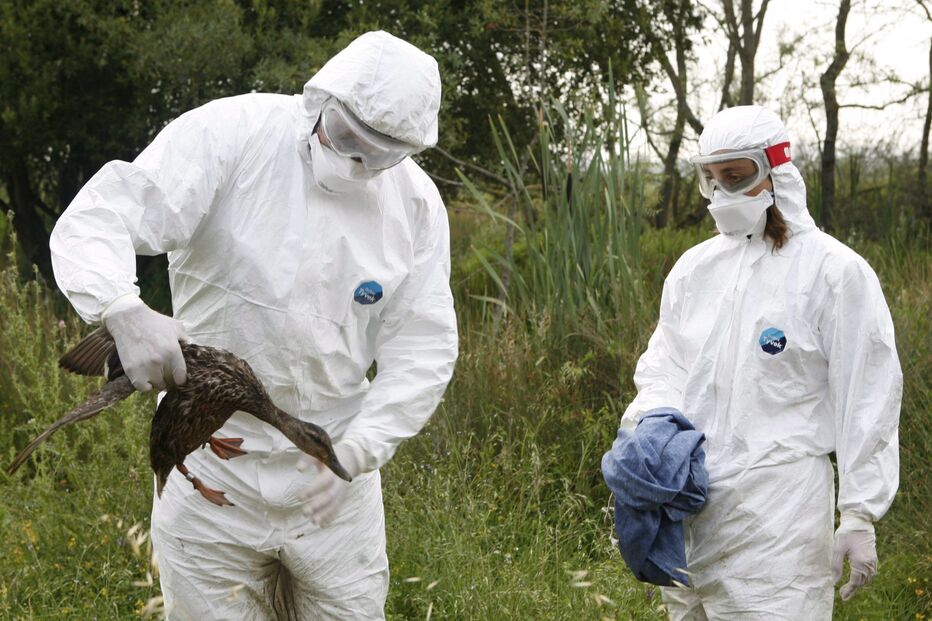 Imagem ARCANO/692X4RHCTFF.F00 (26987704) (Milenium)