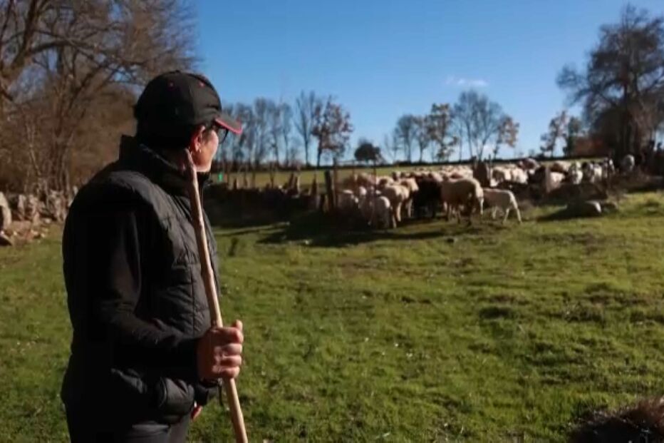 'Durmo no estábulo com medo': centenas de rebanhos foram mortos desde junho após ataques de lobos em Miranda do Douro