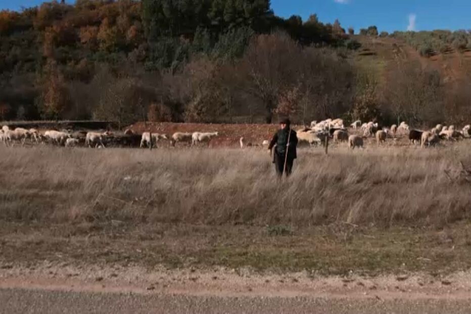 Pastores mirandeses pedem que reembolsos após ataques de lobos sejam proporcionais ao valor das perdas