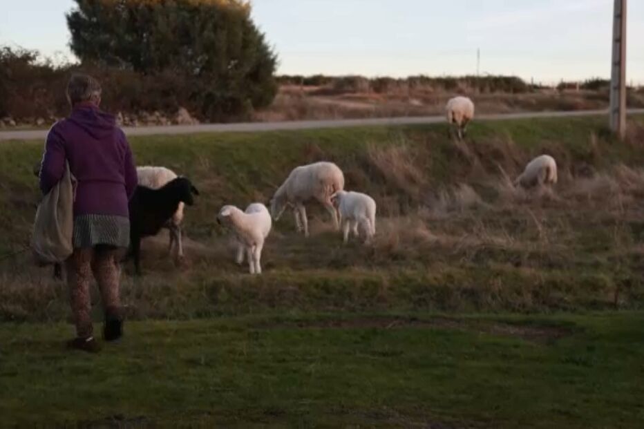 Produtores não acham justos valores dados após perdas de rebanhos e pedem que se apurem responsablidades