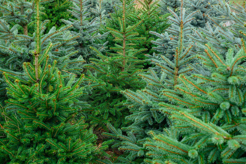 Mercado de pinheiros de Natal