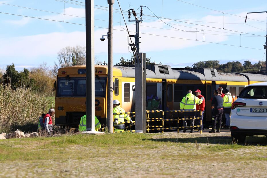Comboio atropela mortalmente rebanho de 100 ovelhas em Montemor-o-Velho