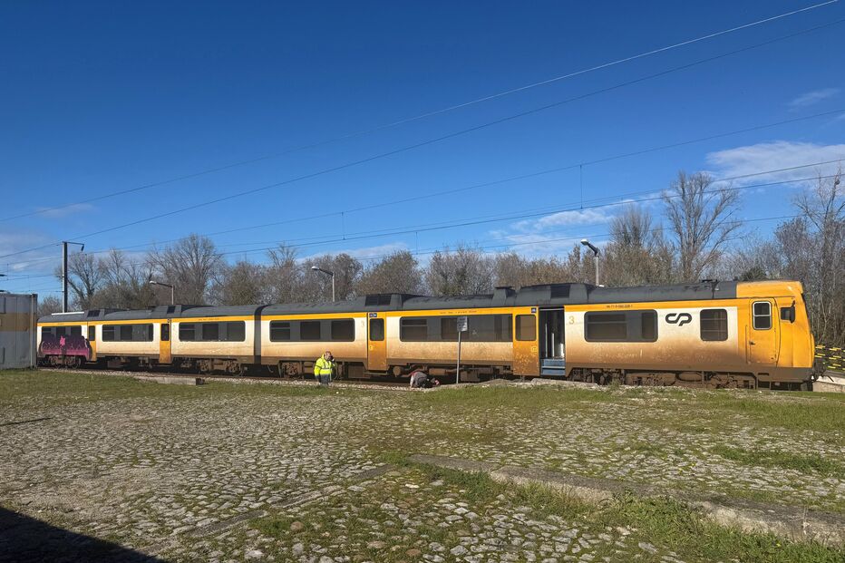 Comboio atropela mortalmente rebanho de 100 ovelhas em Montemor-o-Velho