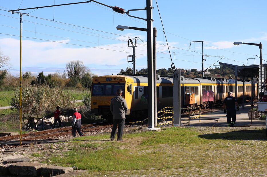 Comboio atropela mortalmente rebanho de 100 ovelhas em Montemor-o-Velho