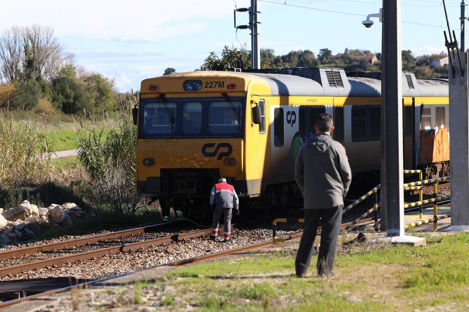 Comboio atropela mortalmente rebanho de 100 ovelhas em Montemor-o-Velho