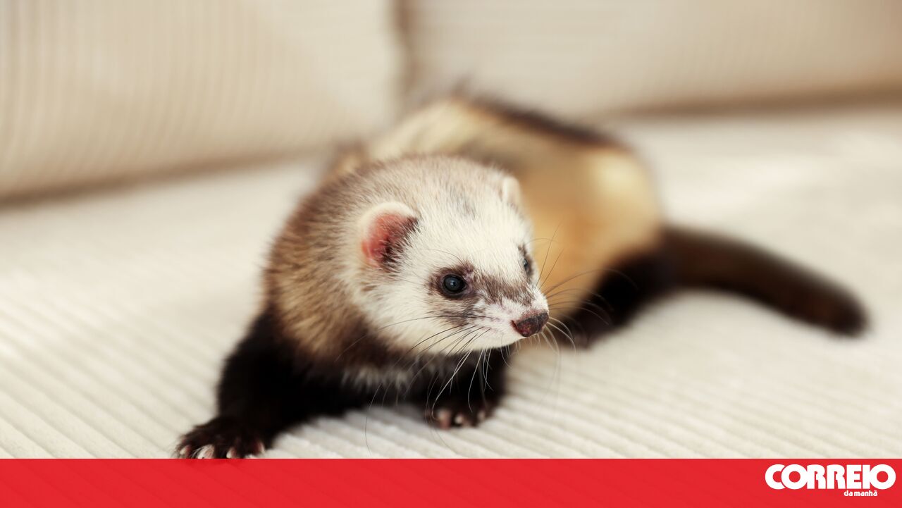 Would you like a ferret? Here's what you should know before adopting this little four-legged 'tornado'