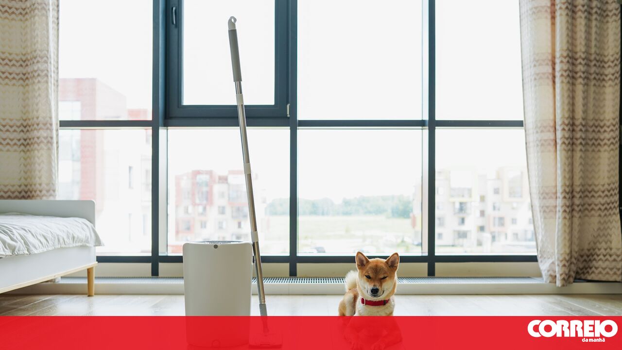 Want to keep your home clean and smelling fresh without making your furry friend ill? This article is for you!