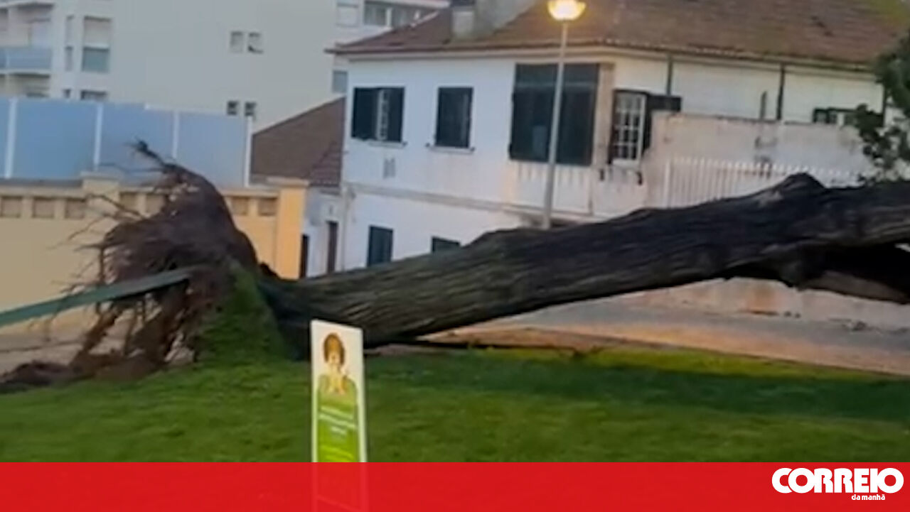 Large trees toppled in Mafra due to bad weather