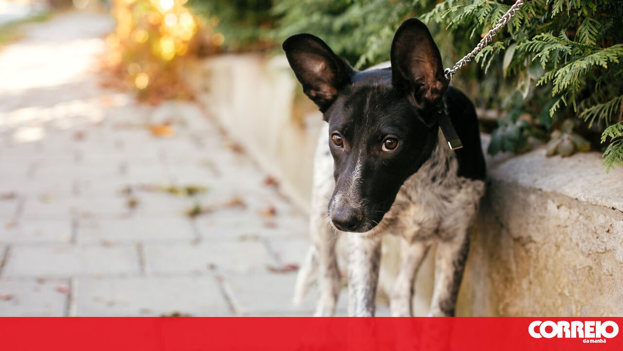 Found a lost dog at your door and unsure what you should or shouldn't do? We have all the answers for you!