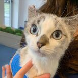 Ariel teve alta em Janeiro de 2023