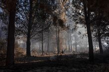 Incêndios na Patagónia argentina forçam a retirada de mais de três mil turistas