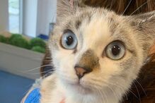 Gata bebé queimada em forno e presa uma semana em garagem de Barcelos