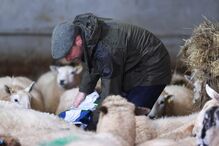 Agricultores alimentam ovelhas num estábulo