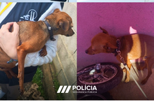 PSP resgata cão encontrado dentro de carrinha em Ovar