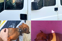 PSP resgata cães em viatura sem condições de higiene e segurança