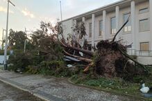 Mau tempo causa estragos em Leiria: árvores caem e destroem carros
