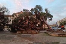 Leiria: Queda de árvores e danos após mau tempo