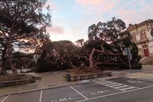 Leiria: Queda de árvores e danos generalizados devido ao mau tempo