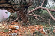 José Cid sofreu danos na sua casa em Mongofores devido à queda de um pinheiro.
