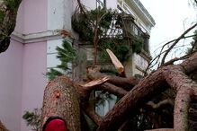 Casa de José Cid danificada após queda de pinheiro centenário em Mongofores