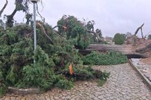 Queda de árvores destrói cemitério de Condeixa em Coimbra