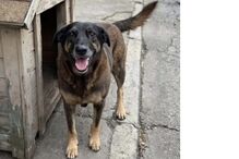 Justiça por Orelha: Figuras nacionais revoltadas com crime que está a chocar o Brasil