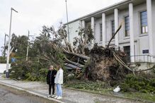 Queda de árvore causa estragos em Leiria, enquanto moradores avaliam os prejuízos
