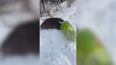 Alerta para “suspeito mascarado” termina com resgate de veado com saco preso na cabeça