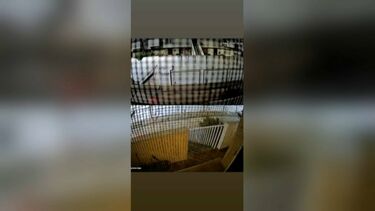 Videovigilância capta som de tiros disparados contra fachada de casa em Silves 