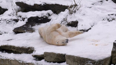 Animais do Zoo de Berlim divertem-se na neve   