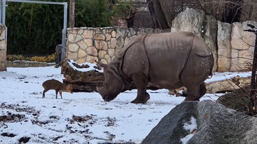 Momento insólito: pequeno veado desafia grande rinoceronte na Polónia 